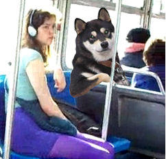 Cool Dog