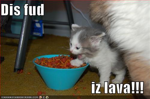 funny-pictures-kitten-food-is-lava.jpg