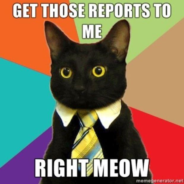 business-cat-19.jpg