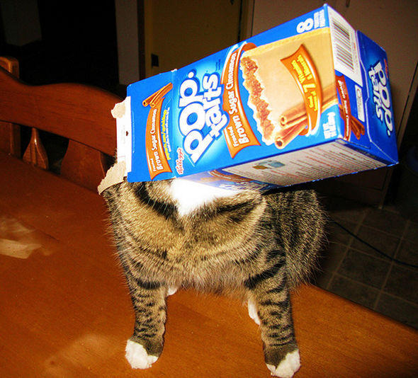 pop-tart-cat.jpg