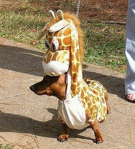 Giraffe-Costume.jpg