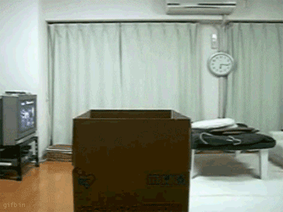 1247134068_maru-jumps-out-of-box.gif