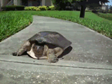 f985dd7a331ca5ef03de071ee1b32429.gif