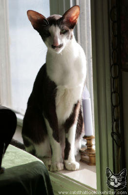 kitler6697.jpg