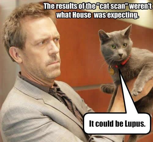 lupus-house-cat.jpg