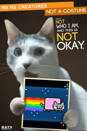 culturecat.jpg
