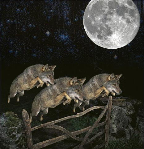 three_wildlife_photographer_of_the_year_2009_wolf_moon.jpg
