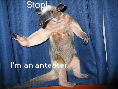 Anteater.jpg