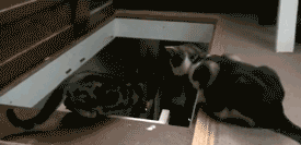 4cd.gif