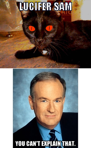 That Cat's Something Bill O'Reilly Can't Explain