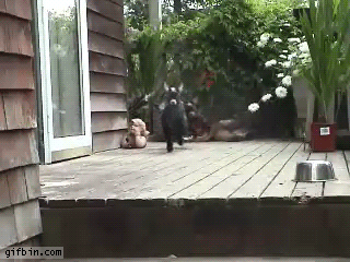 6bc.gif