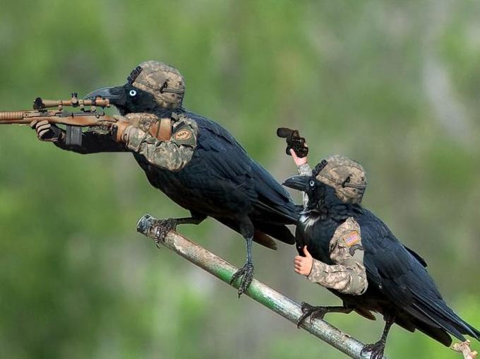 Sniper team Crows Birds with Arms Know Your Meme
