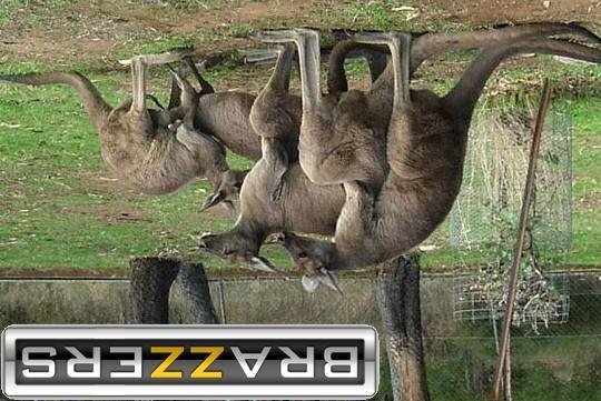 Meanwhile in Australia
