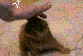 Ninja Cat