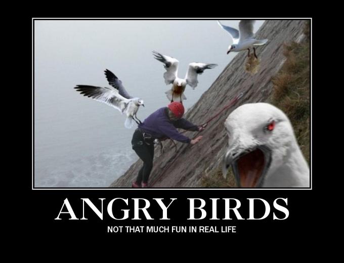 angry birds