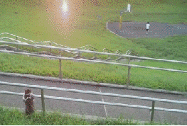 3b5.gif