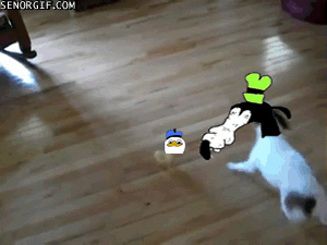Dolan stahp