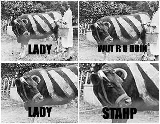 Zebra Cow