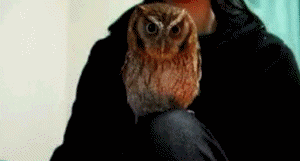 5c9.gif