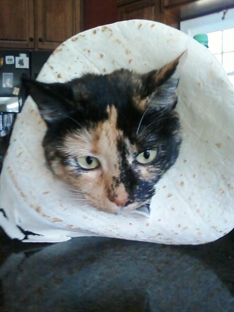 dogs cats disguises