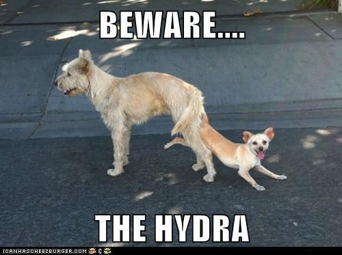 BEWARE THE HYDRA!