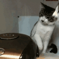 748.gif