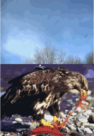 meanwhile in 'murica