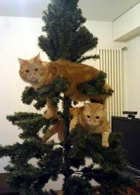 Annoying Cat Ornaments