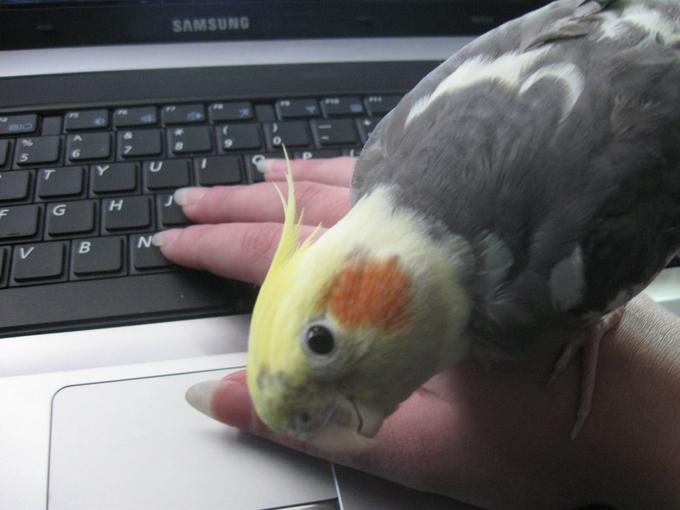 Candy on my laptop