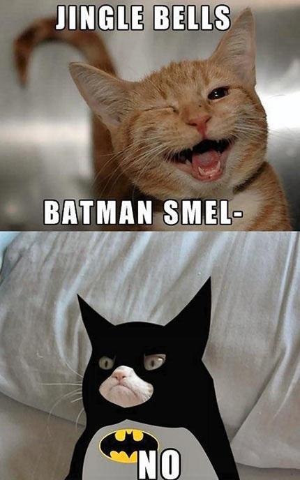 Grumpy Batman Cat