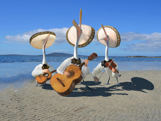 Pelican Mariachi band