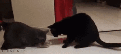 c16.gif