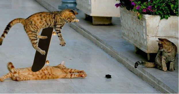 Air Cat