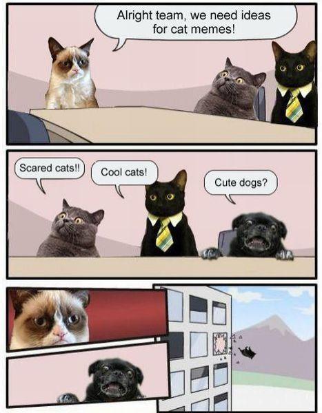 Boardroom Suggestion - Cat Memes