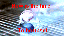 efd.gif