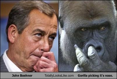 Gorilla picking it's nose