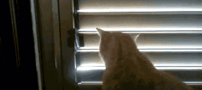 d1f.gif