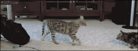 74a.gif