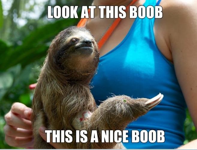 Nice Rape Sloth Know Your Meme