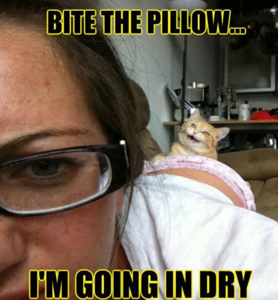 Pillow Biter Meme at David Jansson blog