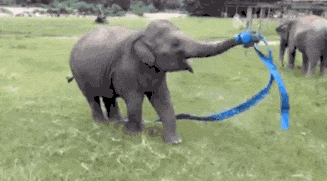 Elephantine dancing with elastic strap | GIF | Know Your Meme