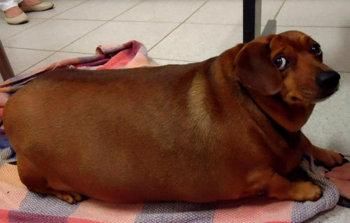 fat wiener looking at you oddly | Dogs | Know Your Meme