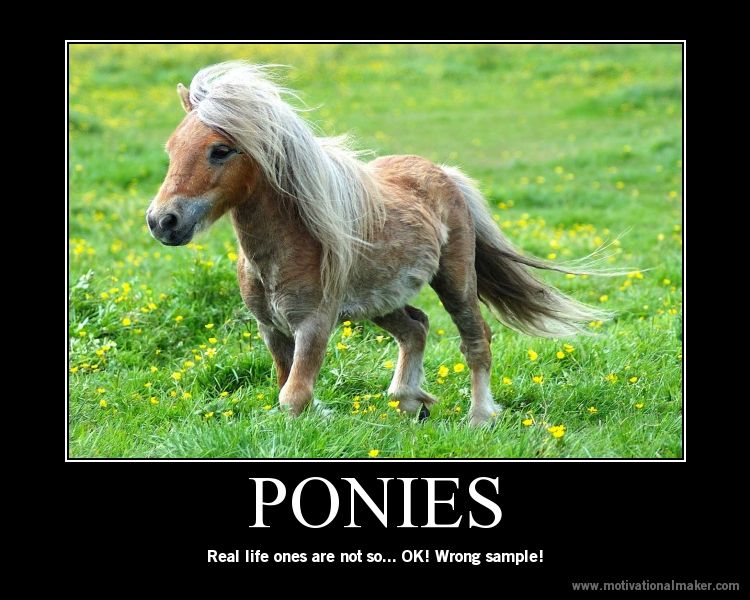 [Image 105549] My Little Pony Friendship is Magic Know Your Meme