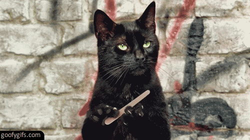 funny-gifs-caturday.gif