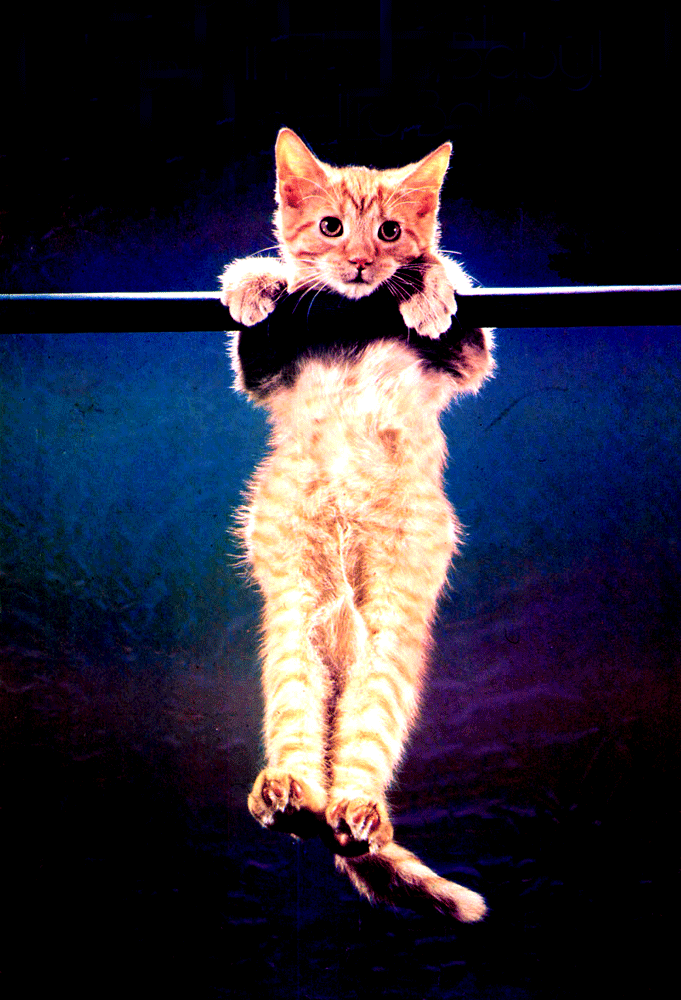 Hang in there. Wigglegrams Know Your Meme