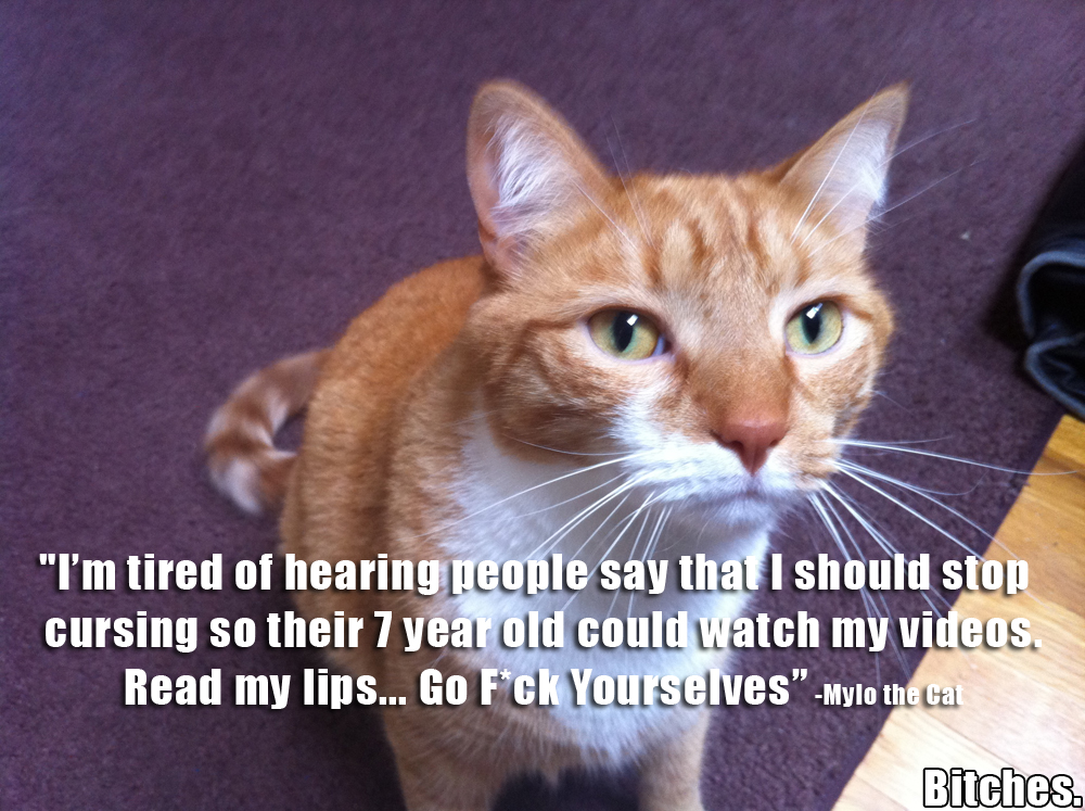 Stop Cursing Mylo The Cat Know Your Meme
