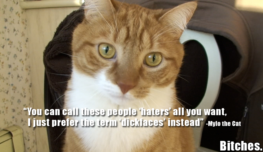 Stop Saying Hater Mylo the Cat Know Your Meme