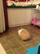 cbf.gif