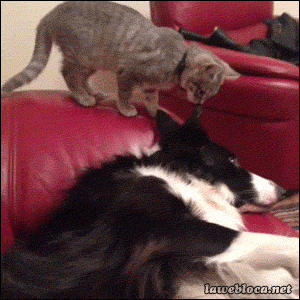 abb.gif