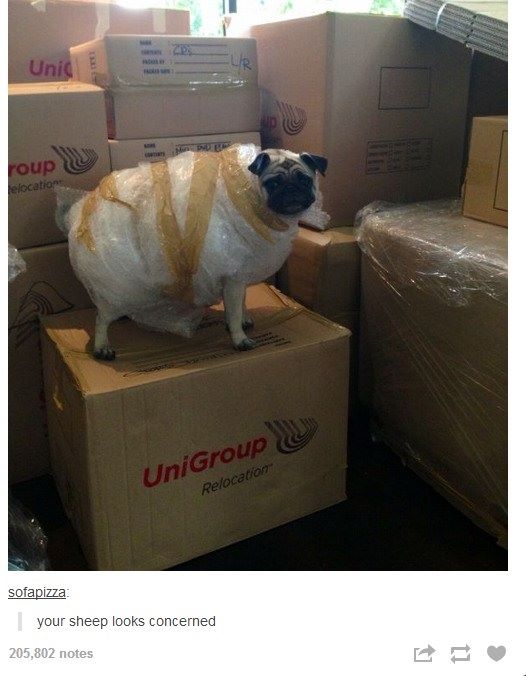 sheep pug pug dressed as a sheep your meme sheep pug pug dressed as a sheep your meme